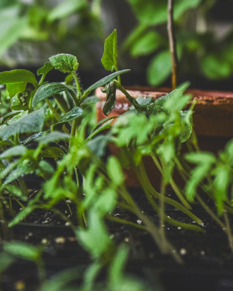 Jong tamatiesaailinge groei in beskutte houers voor uitplanting