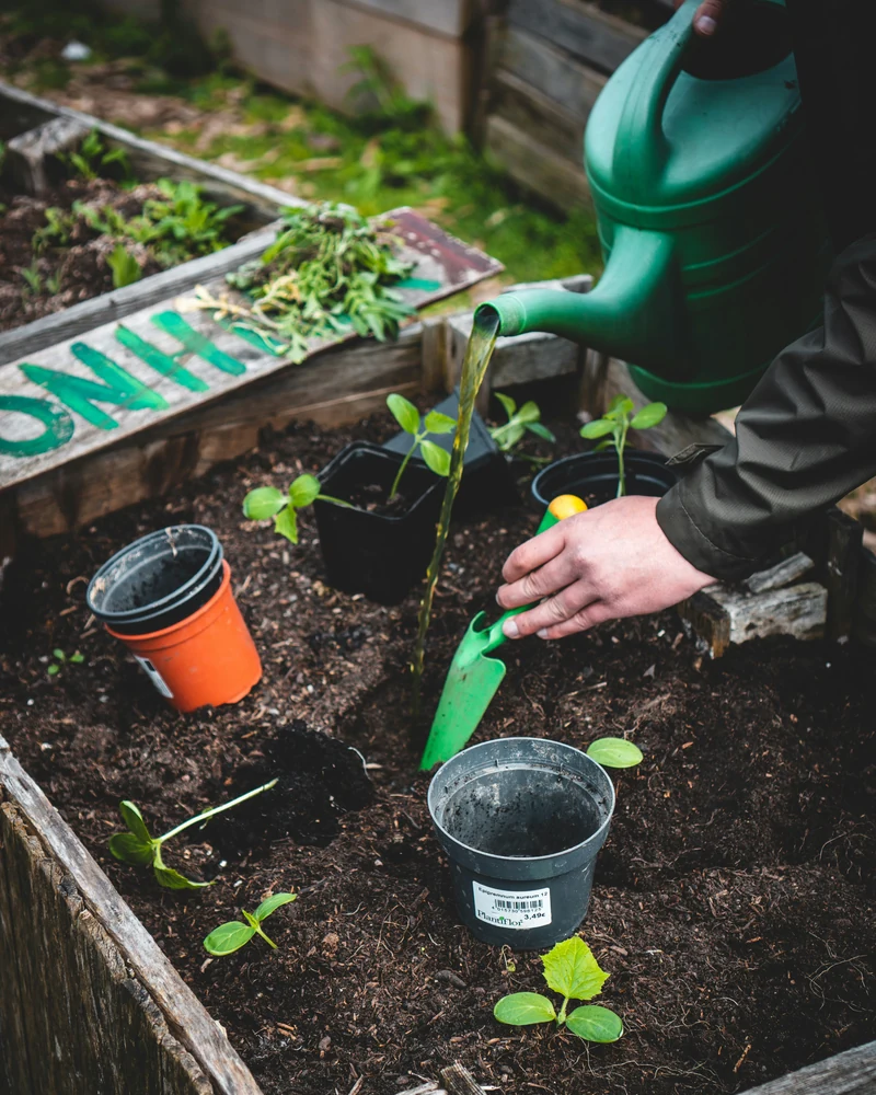 ’n Tuinier plant en gee jong saailinge water in ’n verhoogde bedding