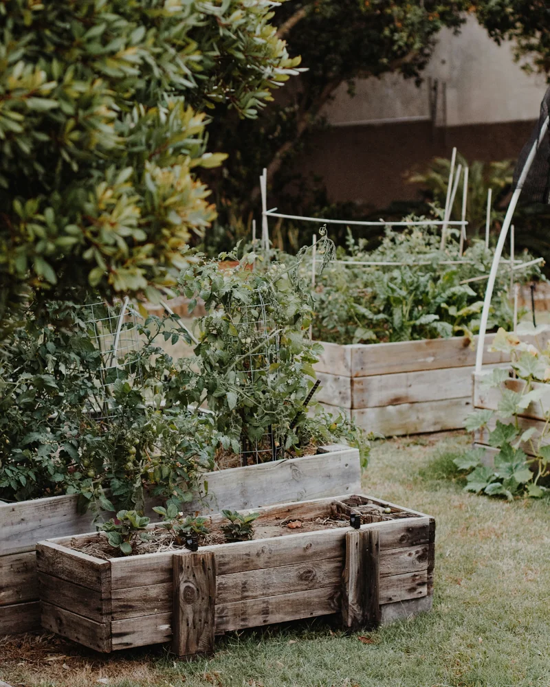 Hout-groentebeddings met verskillende gewasse in ’n Suid-Afrikaanse tuin