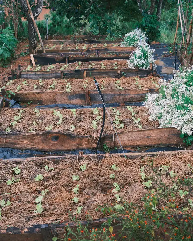 Groentebeddings met jong plante en ’n beskermende deklaag