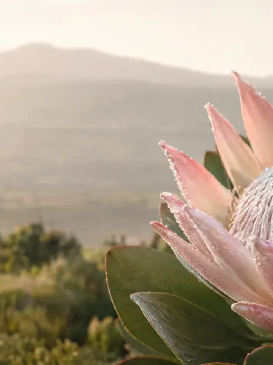 ’n Helder natuurbeeld wat die wonder en waarde van elke vrou se lewe vier.